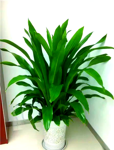 也门铁的养护指南与注意事项详解