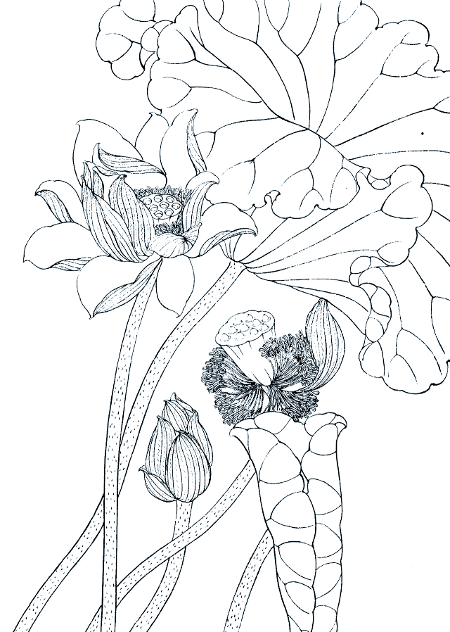 荷花白描创作:写生与临摹的完美结合