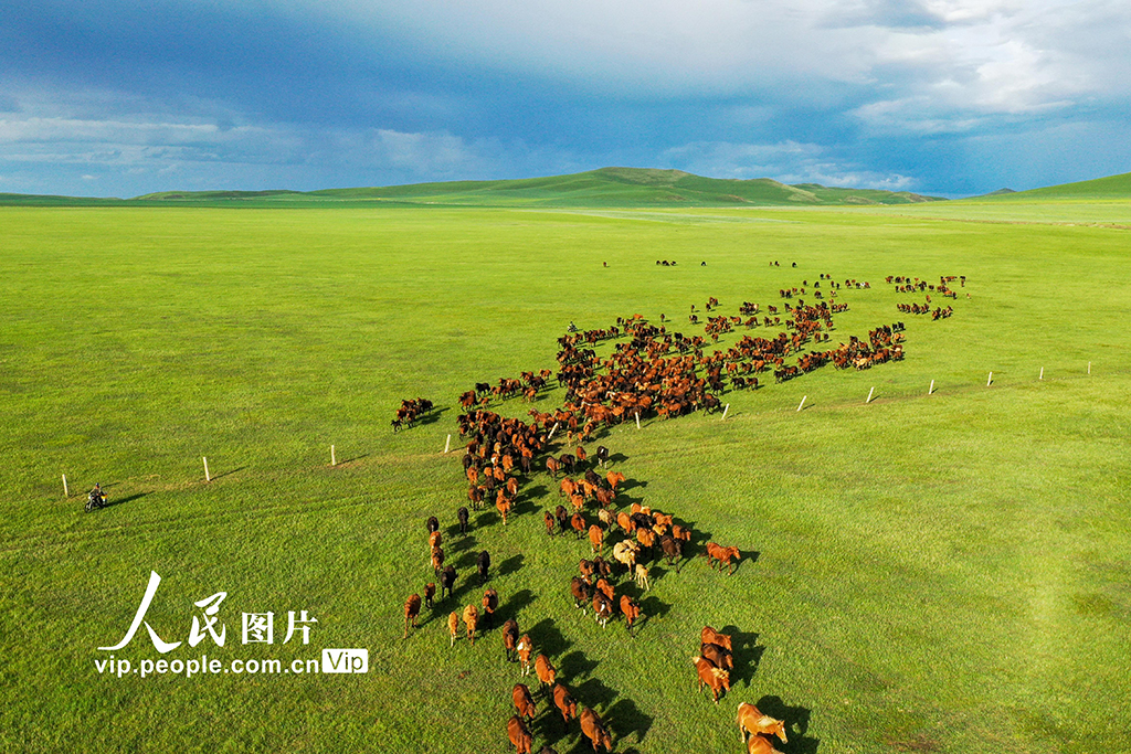 内蒙古额仑草原:水草丰美骏马奔腾