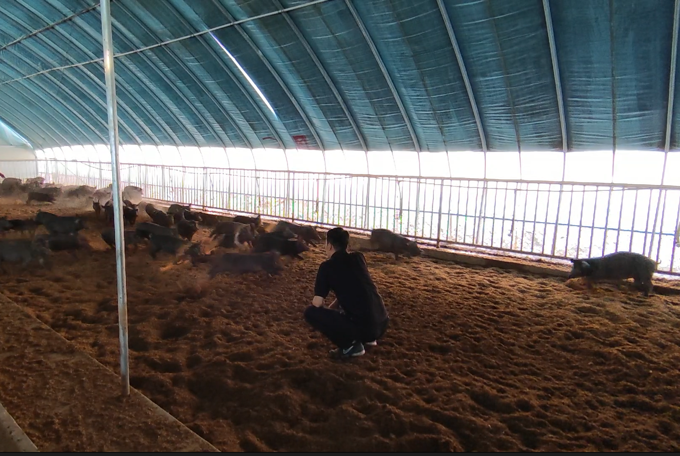 玖旗"雷香猪":养在深闺处 美味挡不住