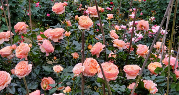 真宙月季是藤本还是灌木