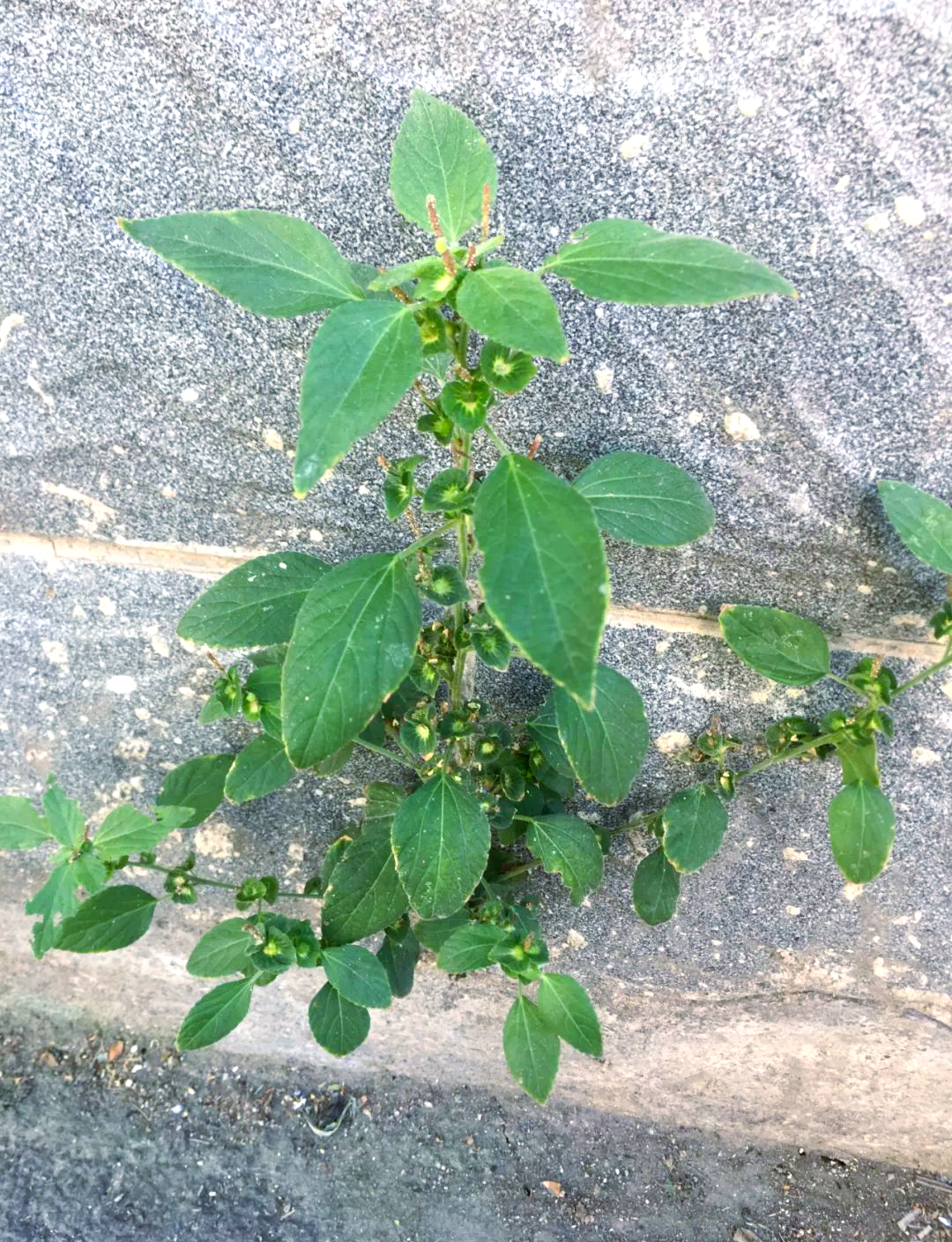 农村杂草铁苋菜:从野菜到中草药的变身故事