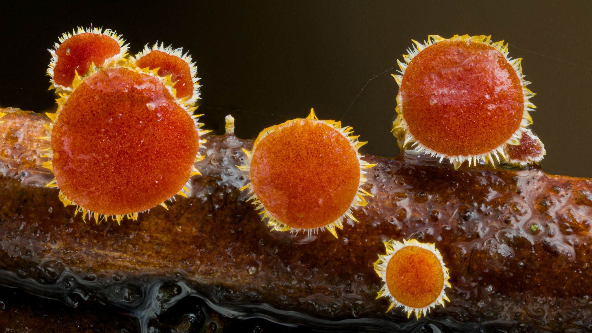 神奇的真菌世界,少有人涉足的领域