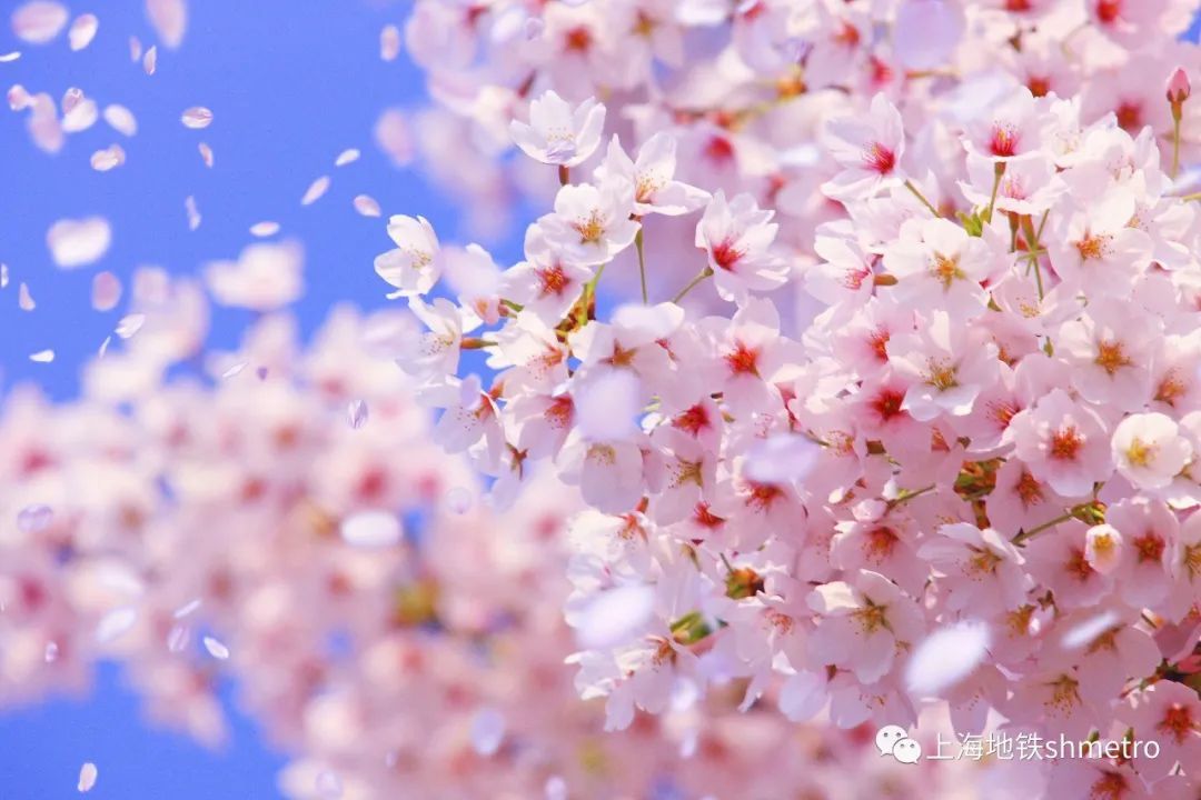 顾村公园樱花节地铁出行攻略看过来