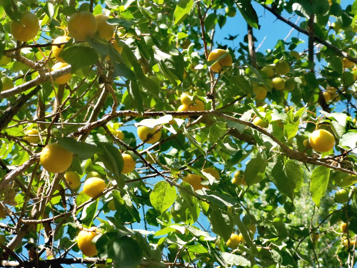 敦煌李广杏开园上市