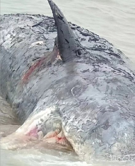 珠海长隆鲸鲨死亡图片