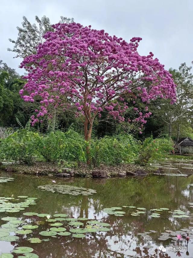 这种乔木在寒冬里却花开满树,我国南方广泛种植