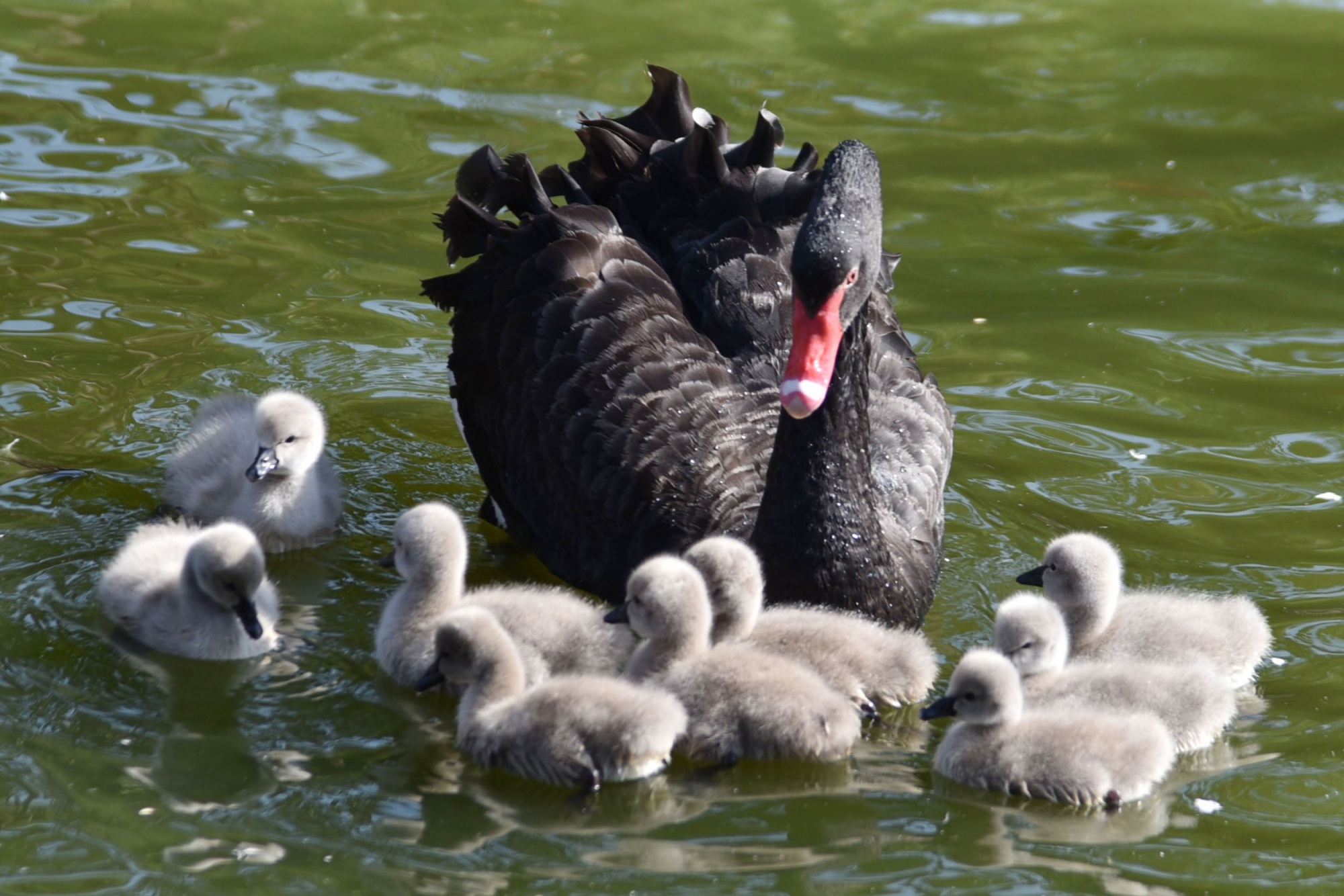 深圳野生动物园迎来新生九只天鹅宝宝