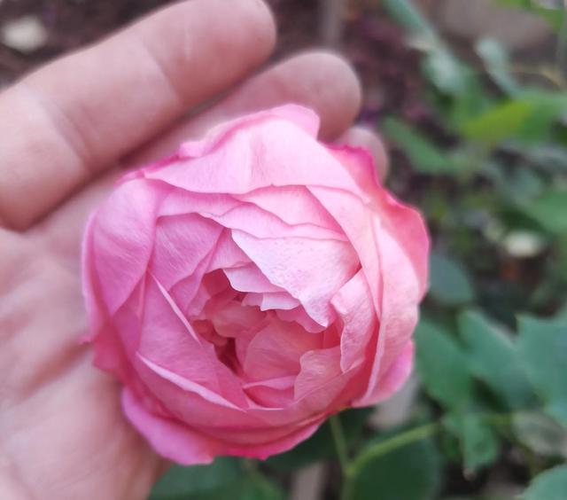 博斯科贝尔(boscobel)