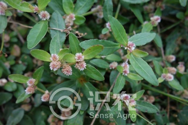 每日一草:莲子草