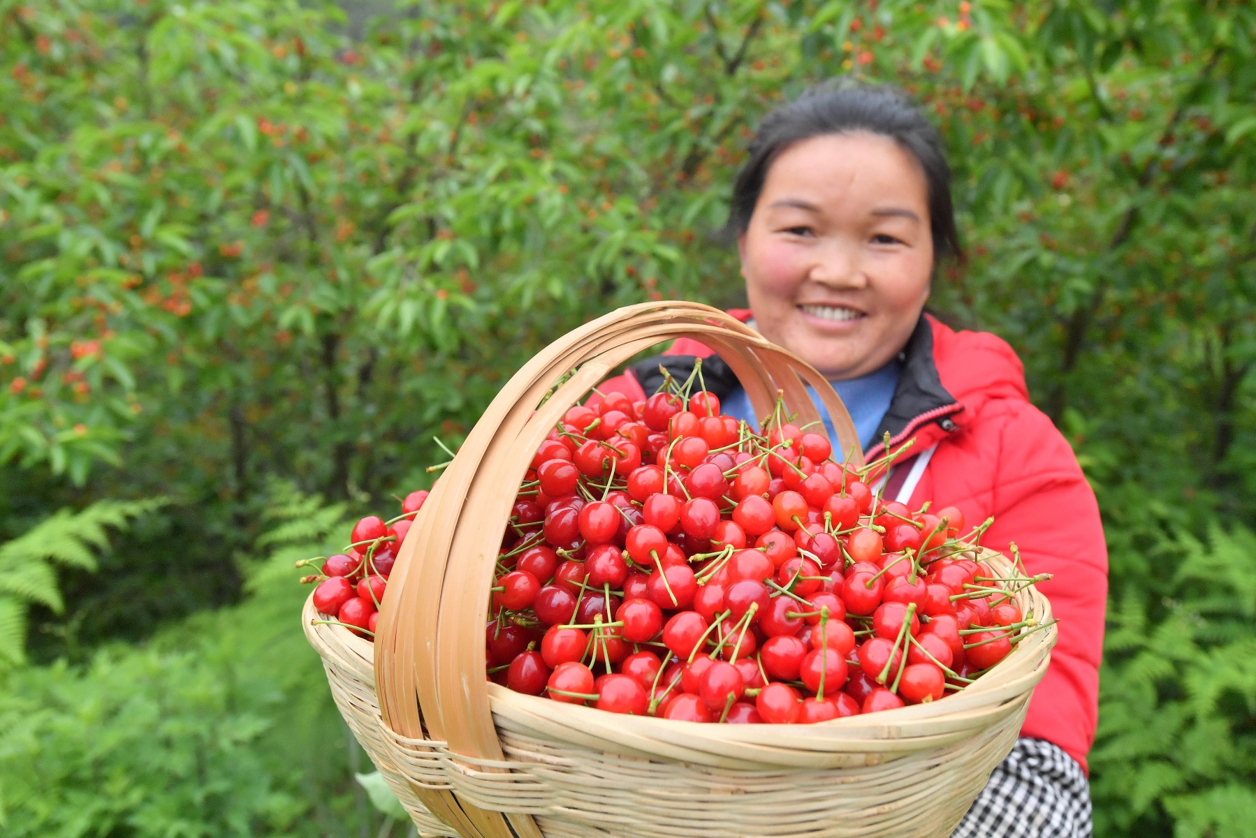 贵州安顺:甜咪完的镇宁樱桃熟了