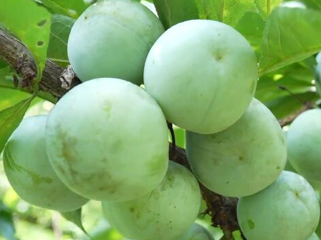 贵州沿河5.5万亩空心李迎来销售旺季