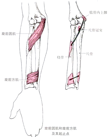 旋前圆肌综合征:症状,诊断与治疗指南