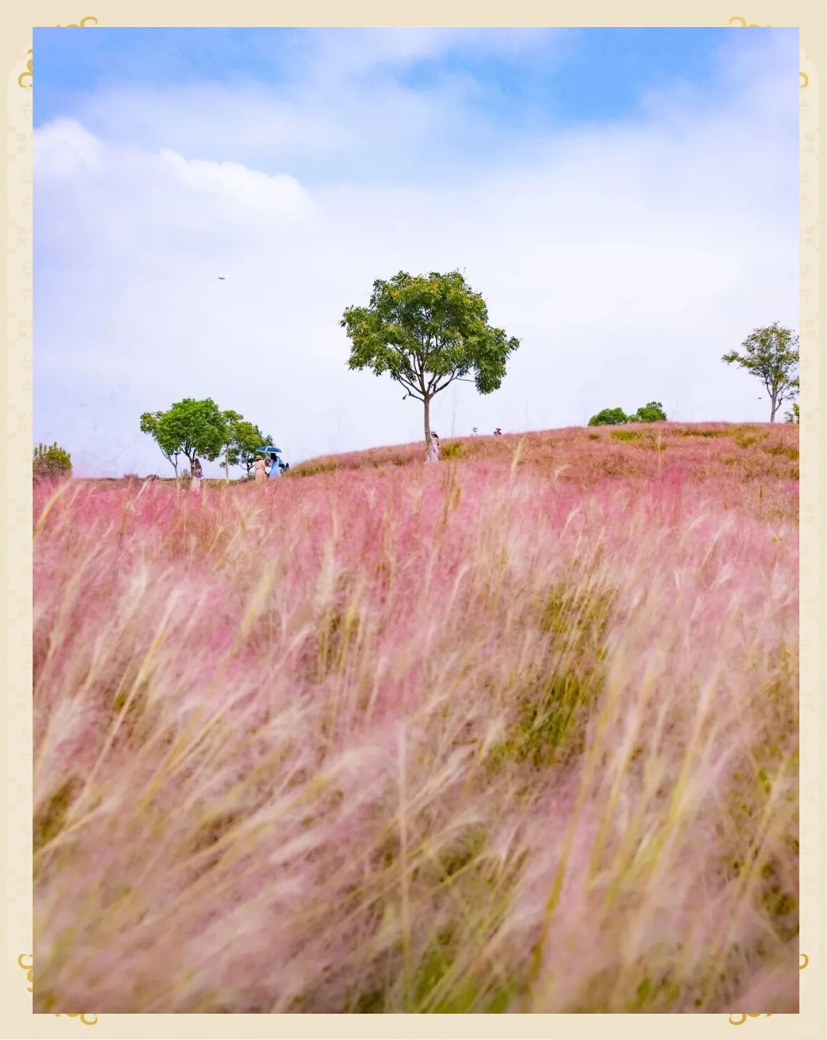 武汉光谷二妃山:粉色花海与城市天际线的浪漫邂逅