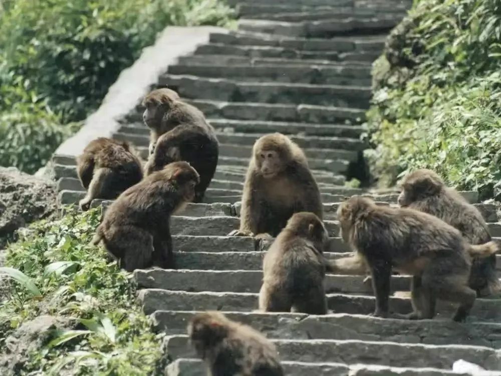 一起去遂昌九龙山看:藏酋猴!