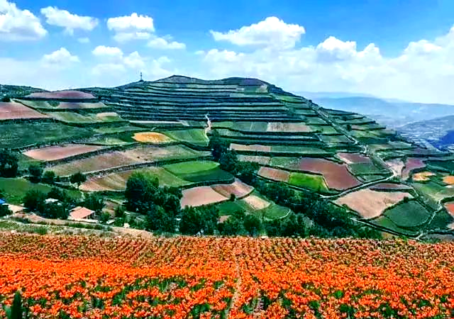 兰州百合的独特魅力,美味与健康的完美结合