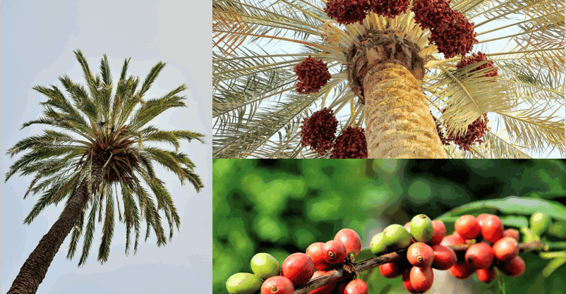 非洲撒哈拉以南地区知识全解析