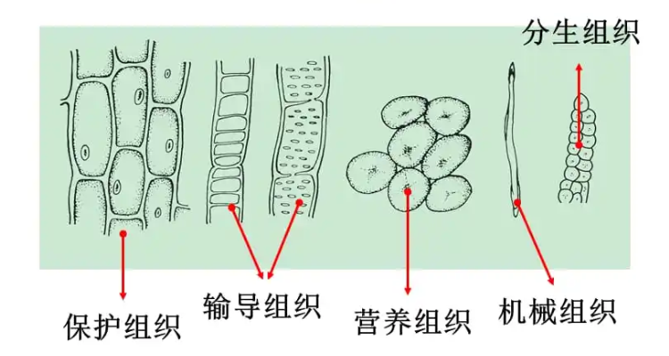 植物四大组织