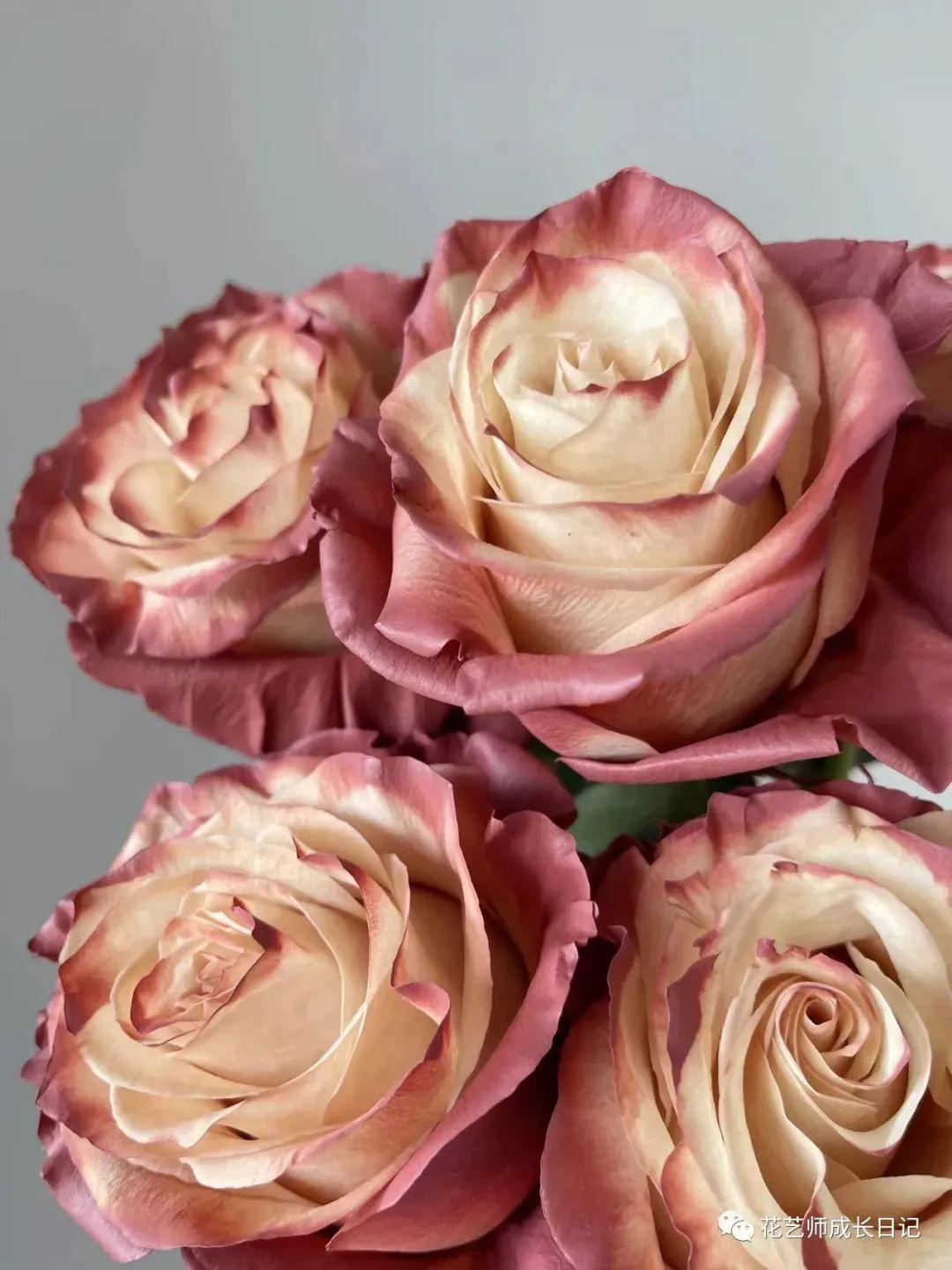 100朵玫瑰vol.74|厄瓜多尔玫瑰dusty rose,属于吸血鬼骑士的玫瑰!