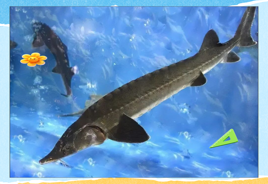 中华鲟:古老珍稀鱼类的现状与未来保护