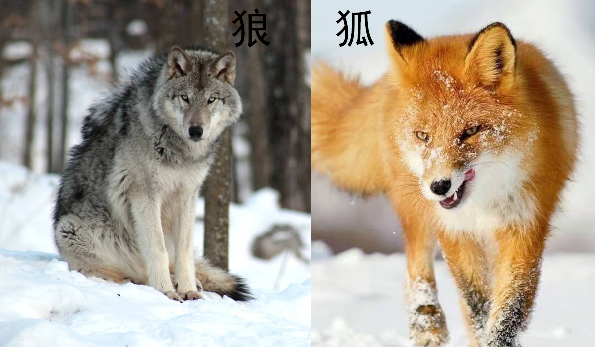 狼形象,狐形象 貉是犬科里面非常古老的物种,长得很有特色,一分似犬