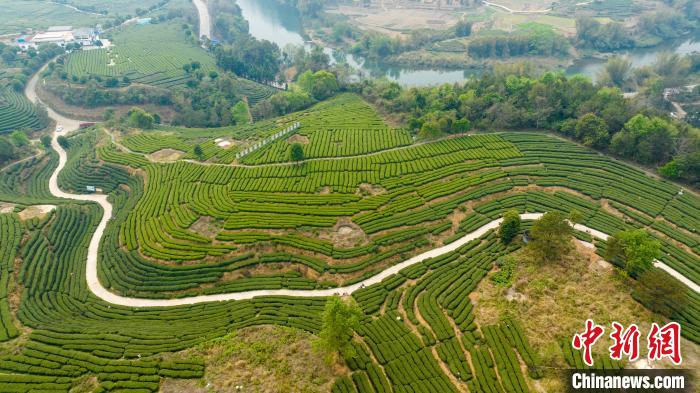 中国名茶之乡广西昭平:生态茶园美景如画