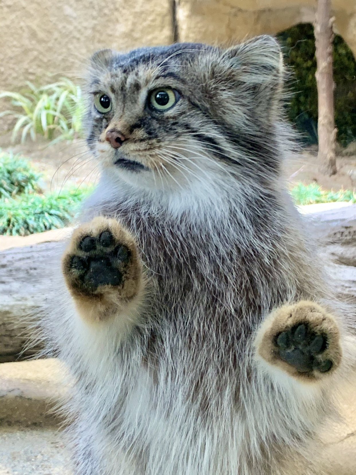 动物园出现「新品种海豹」?全身毛茸茸还能「变身吐司」