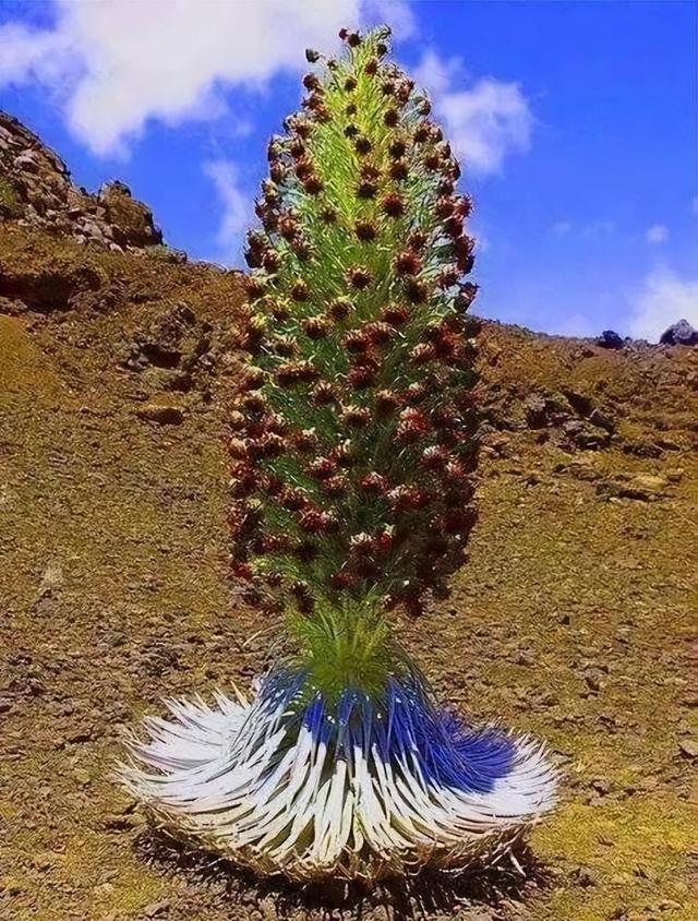 奇花异草图片,展现出自然界中千奇百怪的形态和色彩