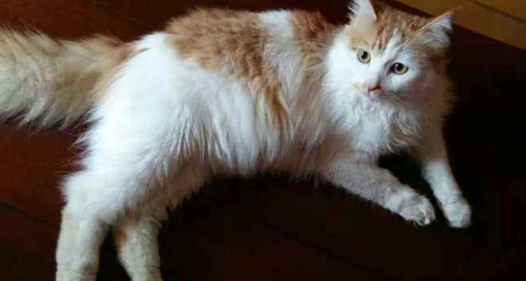 马山山的猫是什么品种