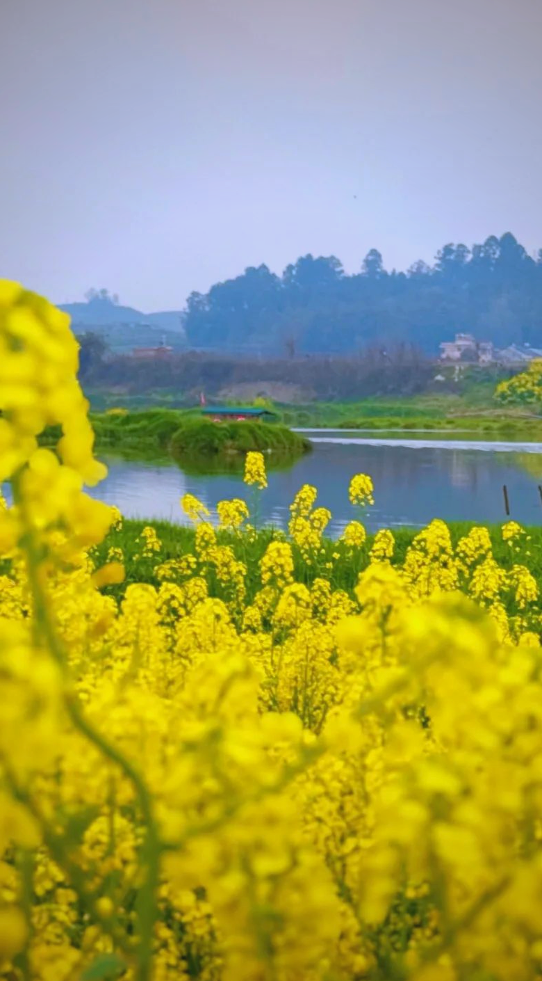 成都周边游:邛崃两河村的油菜花与江南水乡