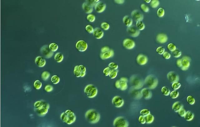 高温期想要肥好水,这类"藻种"很重要!肥水必看