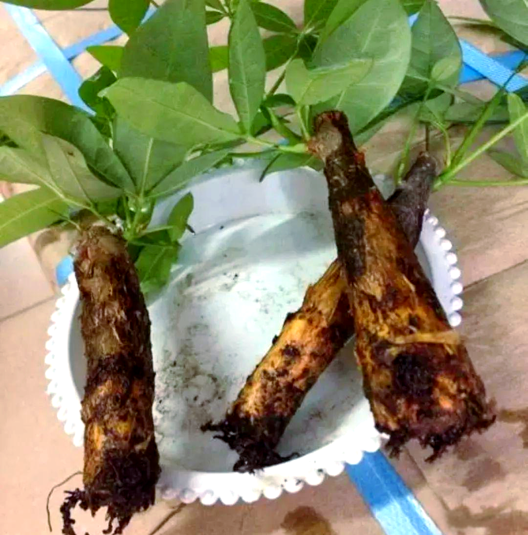 发财树烂根别急着扔,这些补救措施让新根重焕生机