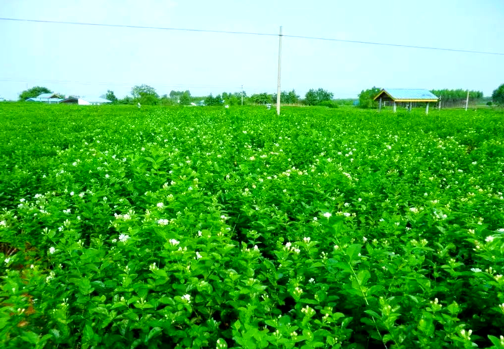 茉莉花产业蓬勃发展,点亮横州市乡村振兴之路