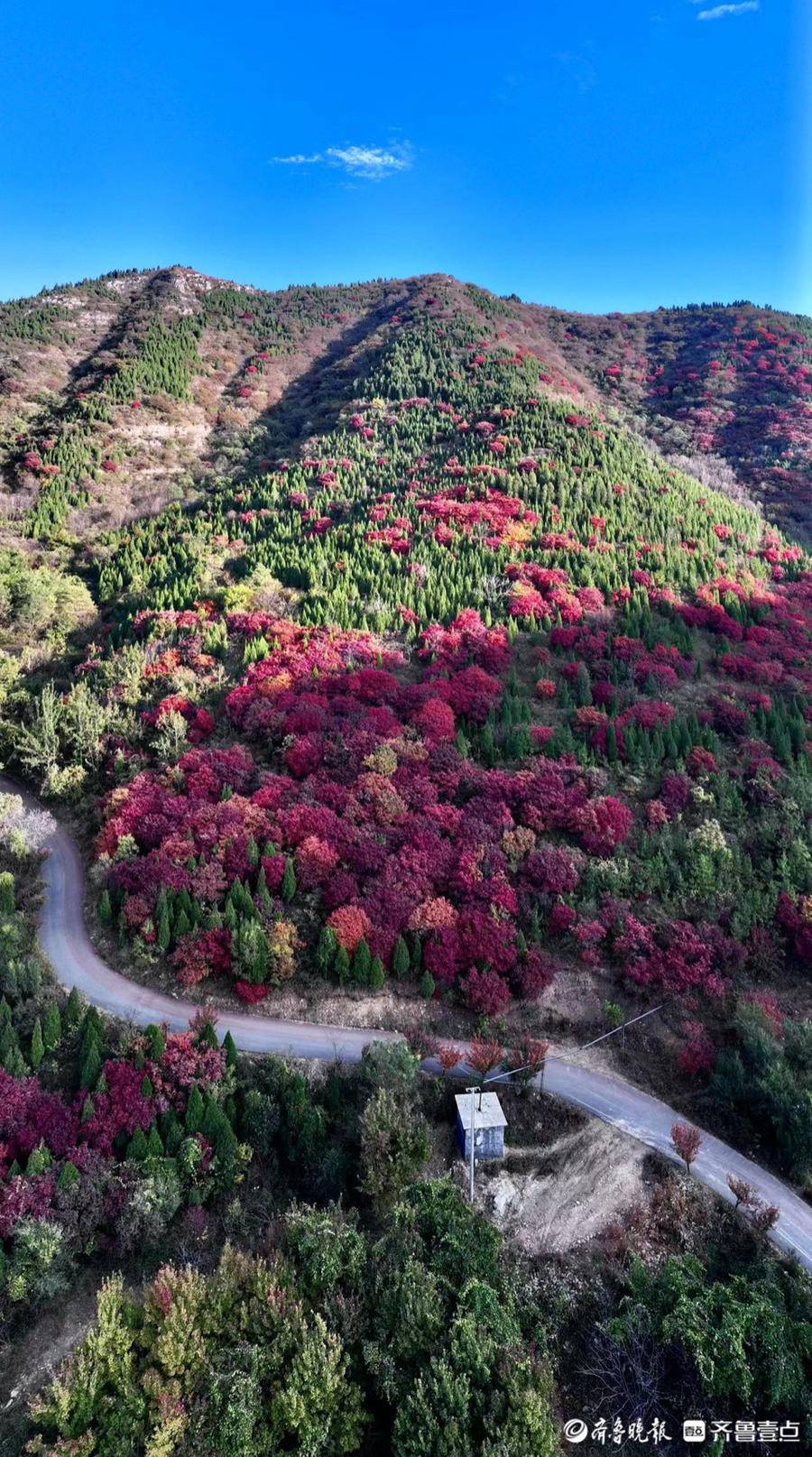 航拍济南彩石镇捎近村的红叶,漫山遍野格外耀眼