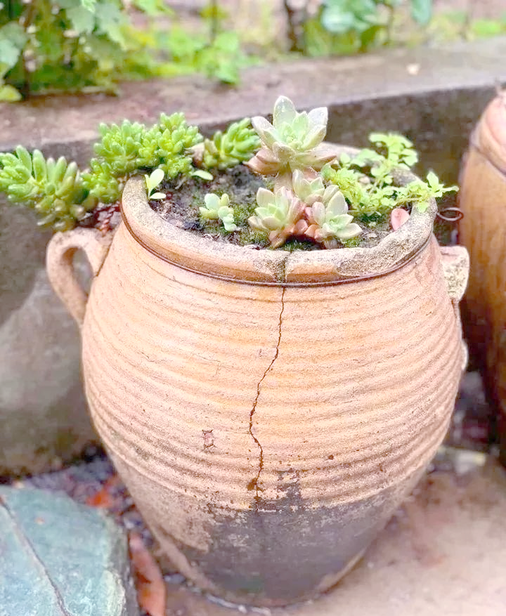 大水缸里种花攻略:六种推荐植物让你轻松享受