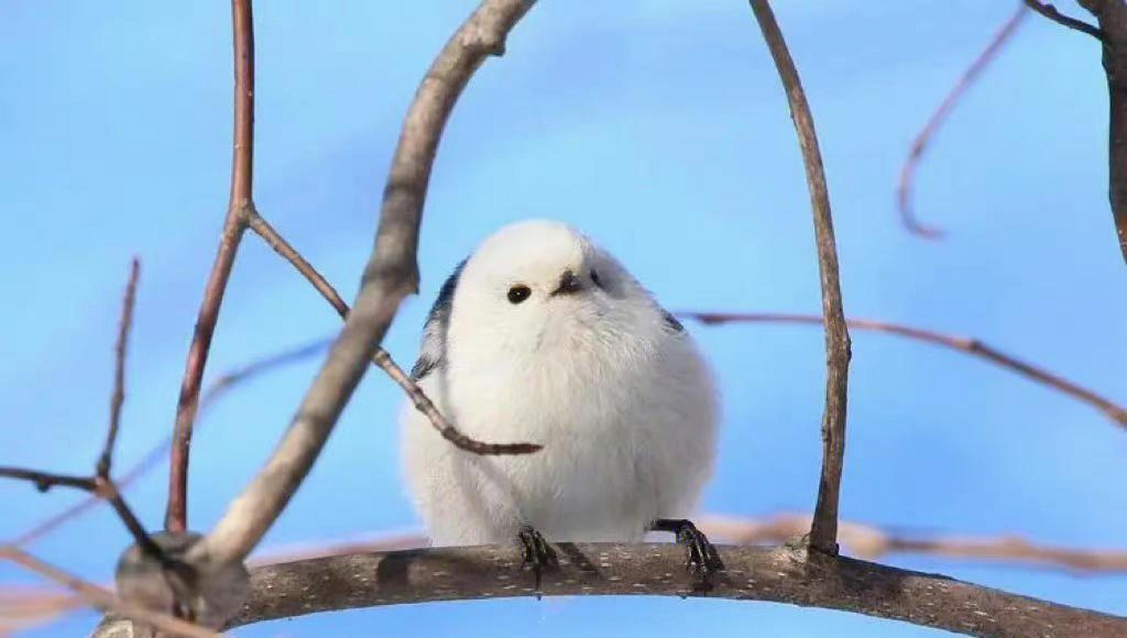 好奇它是怎么飞的?1717这翅膀都没有的球球鸟,难道是弹上去的?