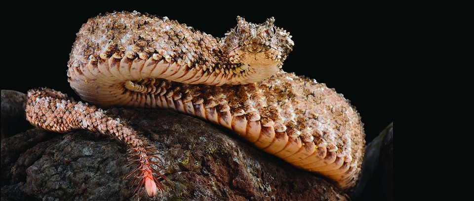 什么是蜘蛛尾角毒蛇?