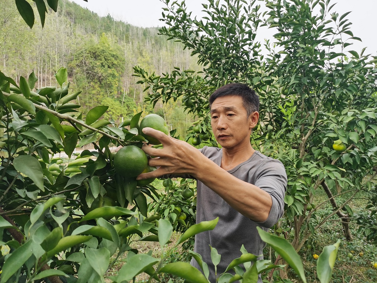 德江稳坪镇:耙柑逢秋酿"甜蜜"添衣"管护正当时