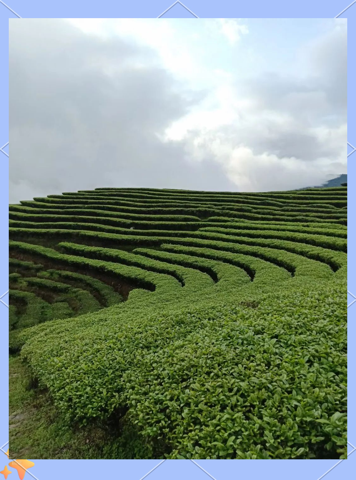 揭西大洋高山云雾茶的品质与文化之旅