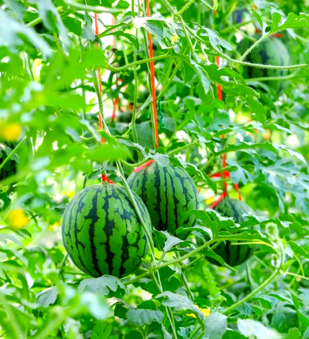 手撕小西瓜:皮薄汁多,甘甜可口,夏日解暑的优选水果