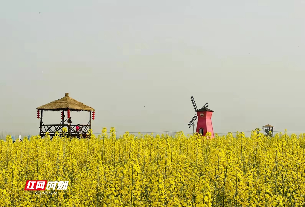 常德十美堂油菜花节图片