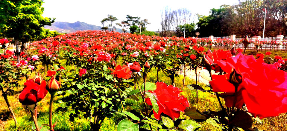 畅游花的海洋共赴瑞金红都幸福花海