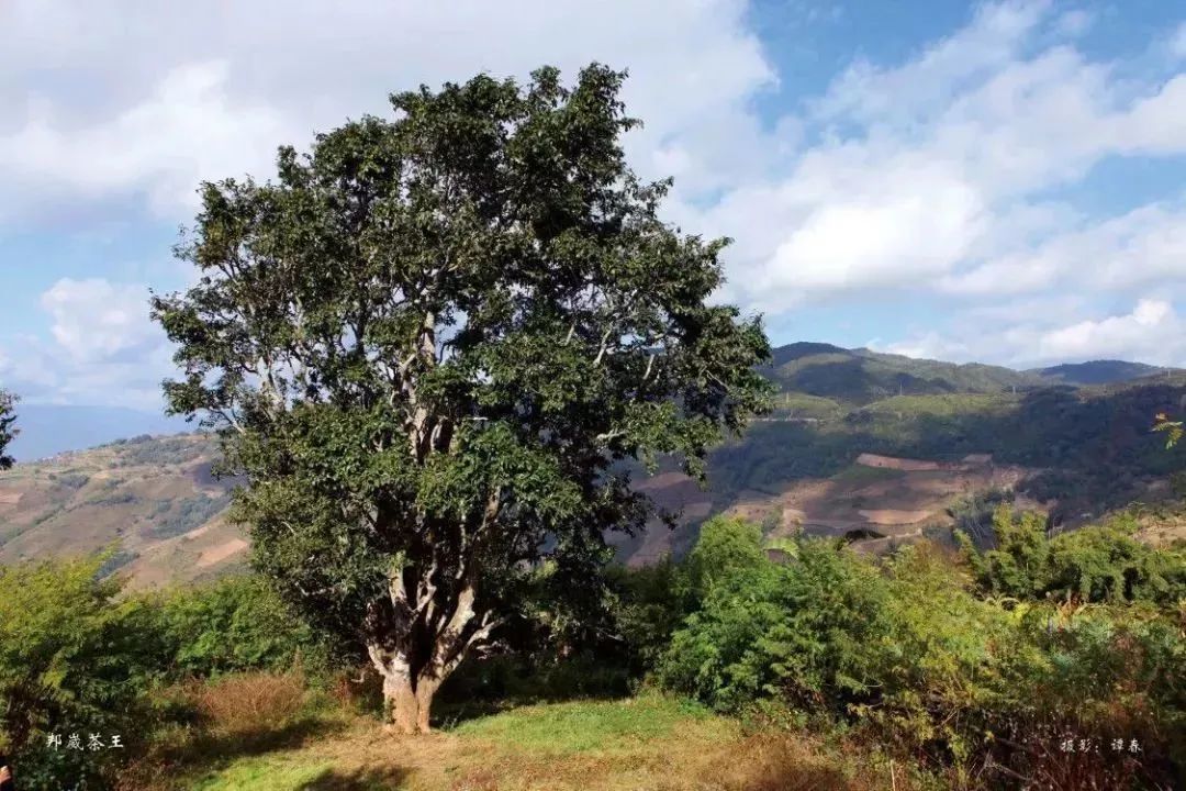 邦崴,邮票上的茶王树