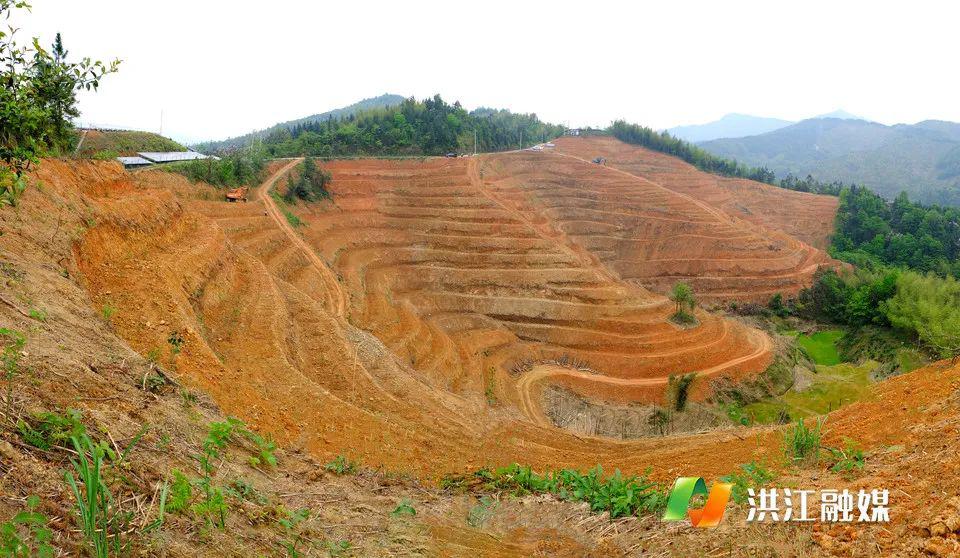 微洪江丨聚焦乡村振兴推广油茶种植荒山变成致富林
