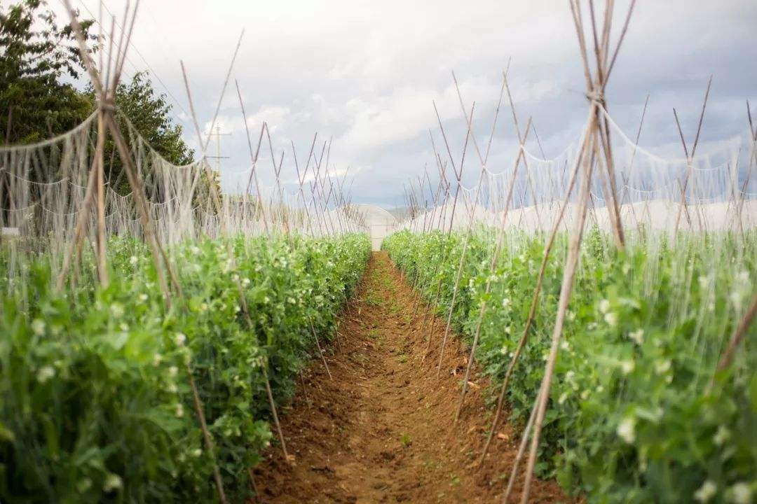 菜豌豆种植时间和方法 