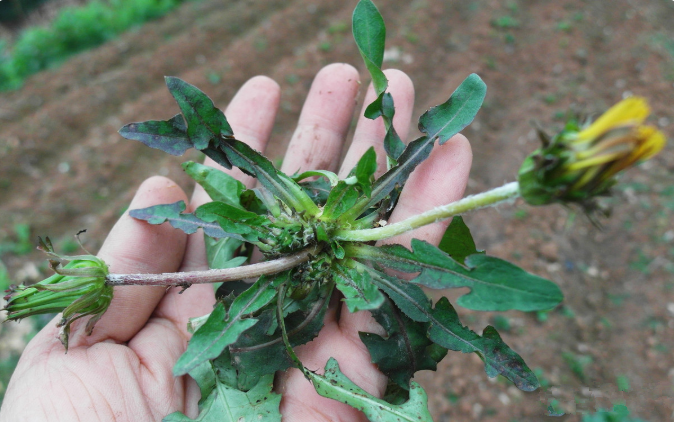鸡群拉绿色粪便,还伴随眼睛红肿,喂这两种"花"效果不错