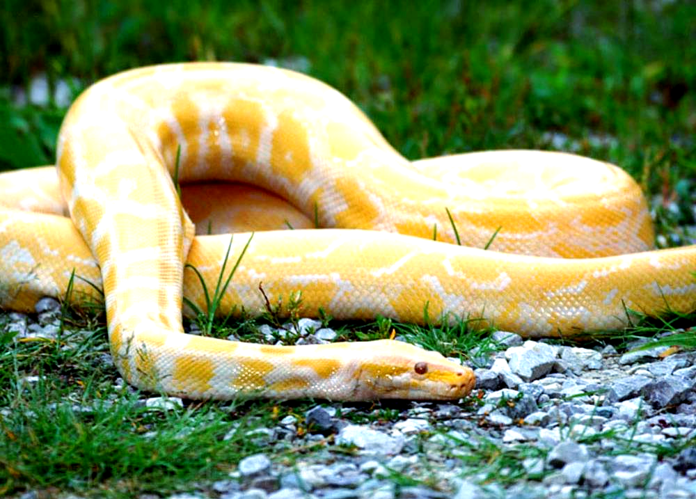 黄金蟒:一种稀有的缅甸蟒白化突变品种