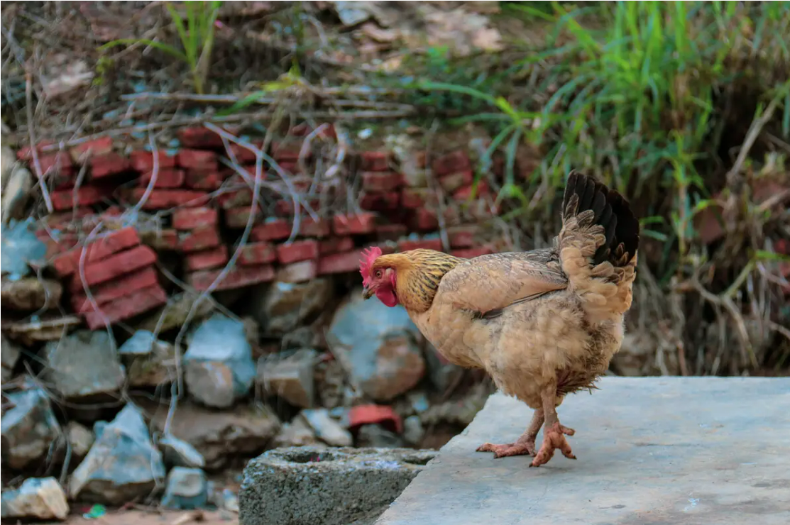 为什么母鸡学公鸡叫,就要将它杀掉呢?"母鸡打鸣"预示着什么?