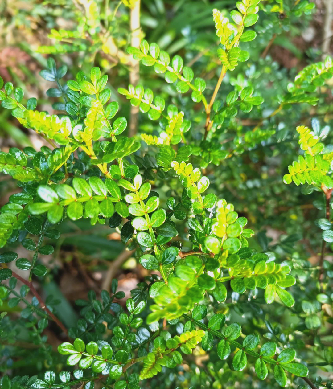 闽南师大龙文附小中医药文化宣传系列:"一班一本草"探秘胡椒木的独特