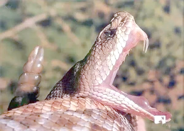 毒蛇的毒牙:固定与合拢的奇妙特性